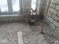 Ducks — photo 7