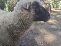 Qoʻchqor, Shroshire sheep — 6-rasm