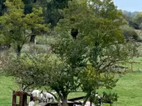 Cabra, Dutch Landrace goats — foto 1