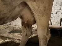 İnək, Ukrainian Brown Dairy Cattle — foto 5