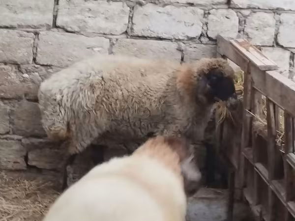 Qoç, Blackheaded Persian sheep