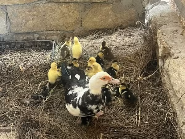 Ducks — Azerbaijan