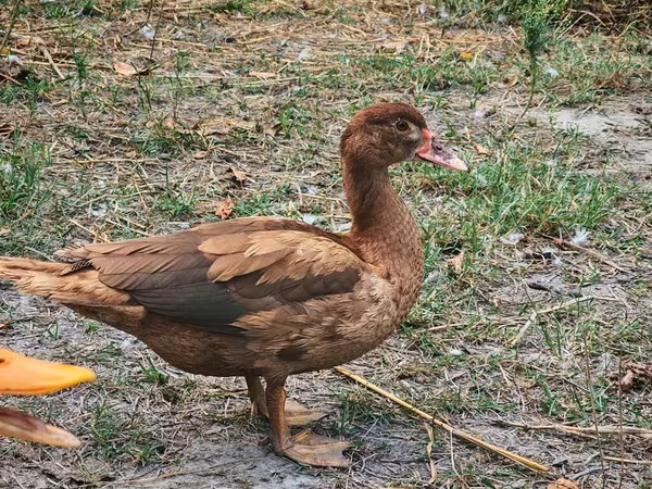 Ducks — Azərbaycan