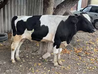 Touro, Russian Black pied cattle — foto 5