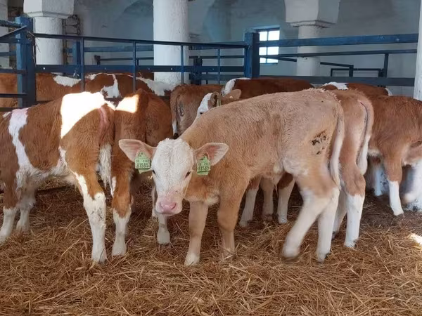 Buğa, Simmental cattle