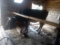 Cow, Cattle — photo 1