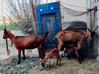 Goats (batch, sex not specified), Alpine goat — photo 2