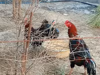 Chickens — photo 1