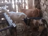 Cabras (lote, sexo não especificado), Cabras — foto 2