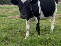 Krowa, Swiss cattle — zdjęcie 1