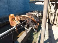 Býk, Swiss cattle — foto 7