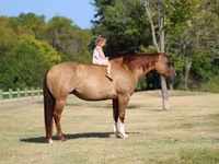 Madyan, Quarter Horse — foto 3