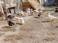 Ducks — photo 2