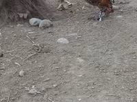 Chickens — photo 7