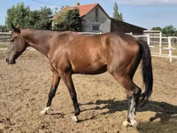 Caballo, Caballos — foto 2