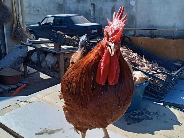 Chickens