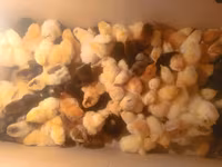 Chickens — photo 3