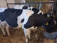 Krava, Russian Black pied cattle — foto 3