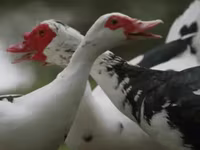 Ducks — Foto 3