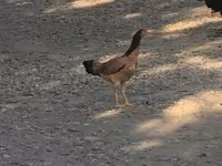 Chickens — الصورة 4