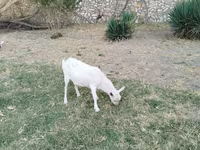 Cabro, Cabras — foto 1