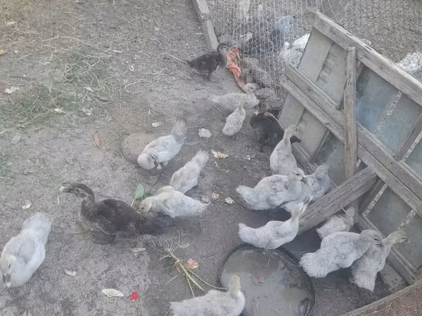 Ducks