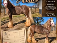 At, Gypsy horse — foto 1