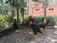 Chickens — photo 7