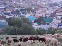 Carneiro, Ovelhas — foto 8