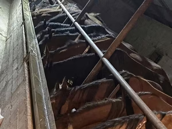 Horse (M), Horses