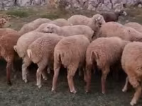 Qoç, Qoyunlar — foto 3