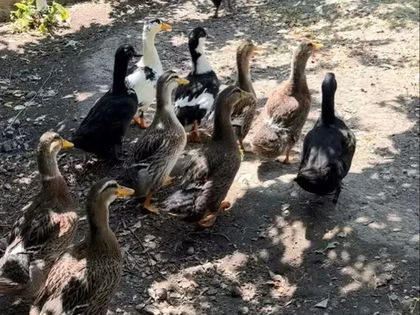 Ducks — أرمينيا