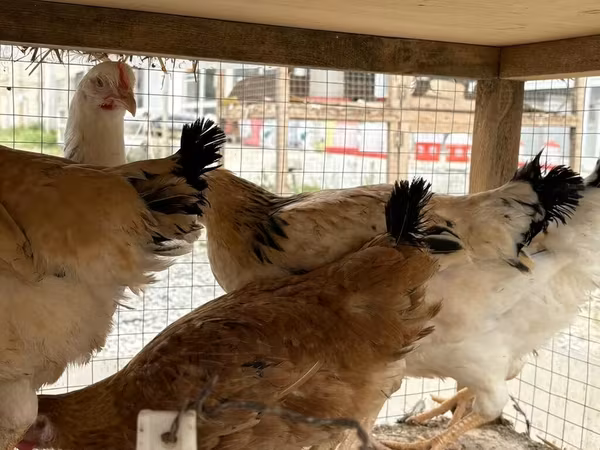 Chickens