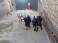 Goat, Goats — photo 2