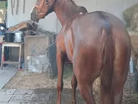 母马, Horses — 照片 5