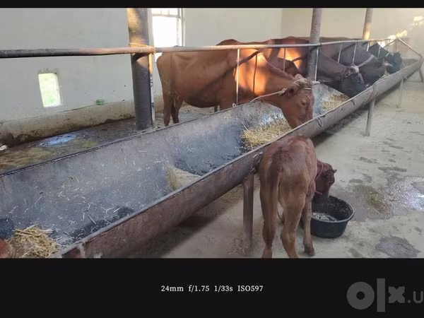 Cow, Simmental cattle