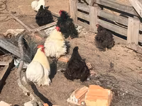 Pekin Bantam — foto 2