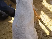 Qoç, Kyrgyz Mountain merino sheep — foto 6