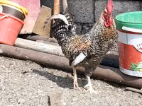 Chickens — photo 1