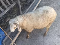 Sheep (batch, sex not specified), Sheep — photo 4