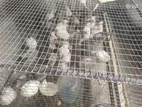Quails — foto 2