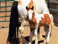 Madyan, Gypsy horse — foto 5