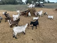 Ziege, Dutch Landrace goats — Foto 3