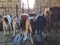 Buğa, Simmental cattle — foto 3
