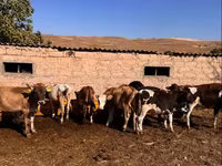 सांड, मवेशी — फ़ोटो 1