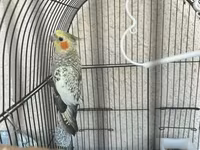 Real alana, qiymətdə razılaşmaq olar. Nimfa (Cockatiel) + qəfəs və — 照片 1