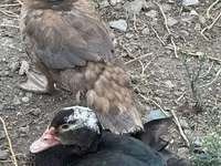 Ducks — photo 7