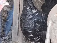 Turkeys — foto 1