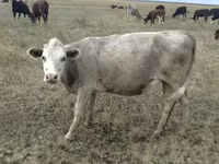 Cow, Red Polled Cow — photo 5