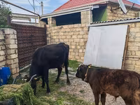 Kuh, Simmental cattle — Foto 3
